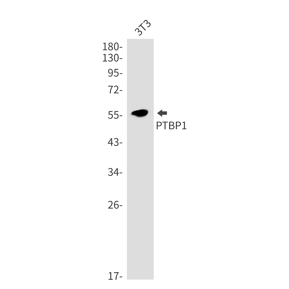 PTBP1 Rabbit mAb
